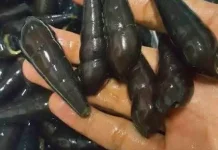 Keong Sumpil, Kuliner Lokal Kaya Protein dan Nutrisi