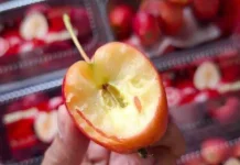 Cherry Apel, Buah Unik dengan Cita Rasa Menarik