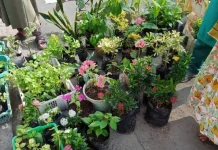 Pasar Bunga di Pasar Inpres Manonda Palu Tawarkan Beragam Tanaman Hias