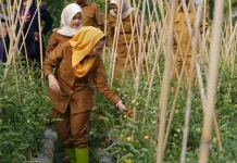 Program Palu Mapan Tetap Produktif di Musim Kemarau dan El Nino