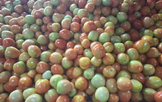 Harga Tomat di Pasar Tradisional Lasoani Mulai Turun