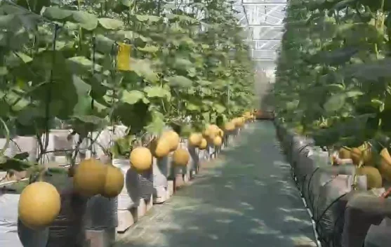 Greenhouse Tingkatkan Produksi Melon Berkualitas