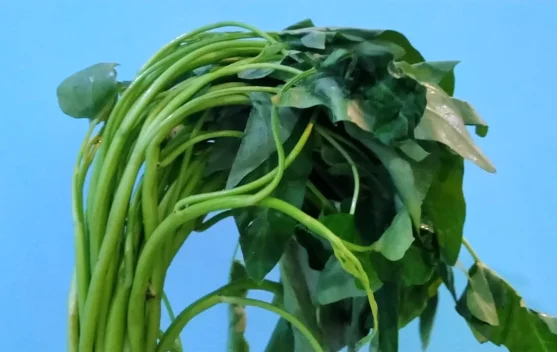 Manfaat Sayur Kangkung untuk Tubuh
