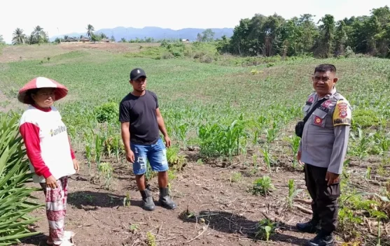 Bhabinkamtibmas Luwuk Timur Dorong Produktivitas Jagung di Desa Uwedikan