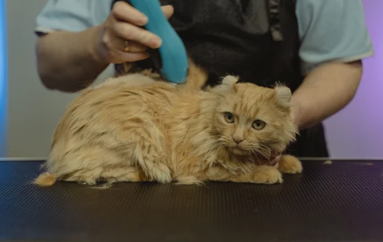 Tips Simpel Merawat Bulu Kucing