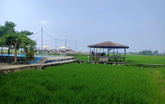 Gubuk Koi Zakheus Tawarkan Kuliner dengan Panorama Sawah