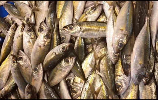 Ikan Katombo Makin Populer Jadi Menu Andalan Palu