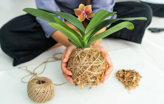 Tanam tanpa Pot, Kokedama Jadi Hobi Unik