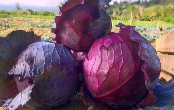 Kol Ungu, Sayuran Kaya Nutrisi dan Antioksidan