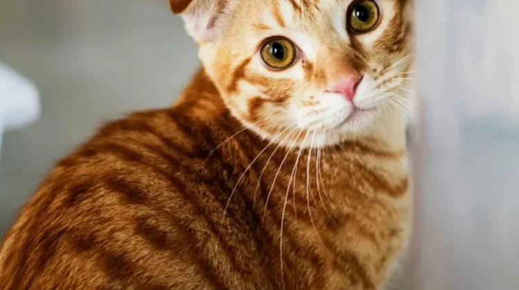 Rahasia Kucing Mengubur kotorannya