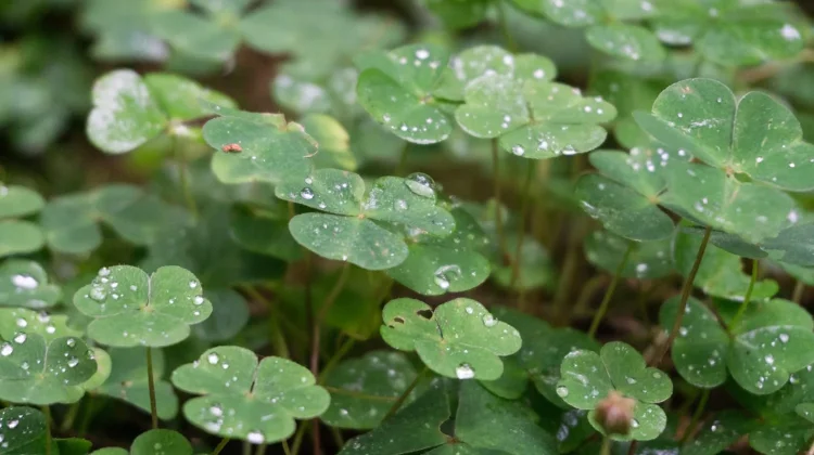 Morfologi Tanaman Oxalis latifolia