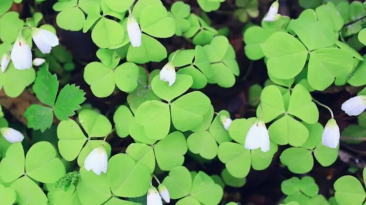Mengenal Budidaya dan Khasiat Tanaman Oxalis latifolia