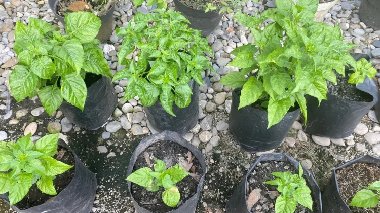 Tanaman Cabai di Pot: Solusi Berkebun di Lahan Sempit