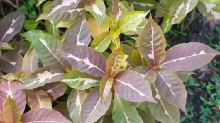 Manfaat dan Kegunaan Daun Ungu