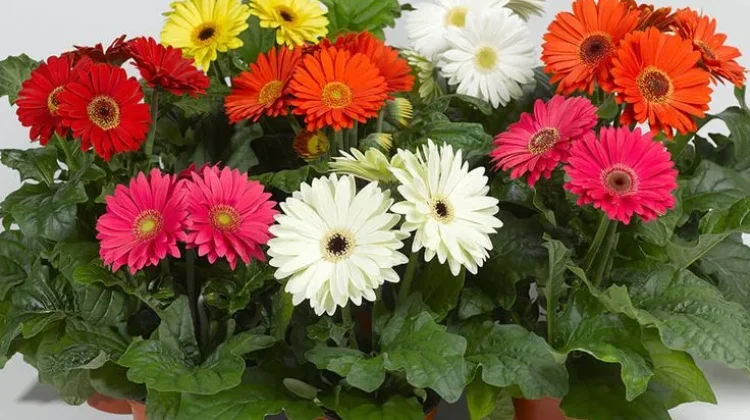Bunga Gerbera: Bunga Ceria dengan Pesona yang Mendunia