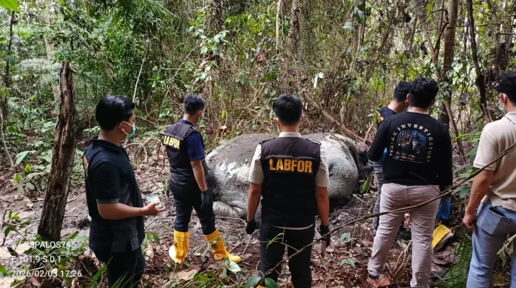 Gajah Mati di Pelalawan, Polisi Periksa 40 Saksi