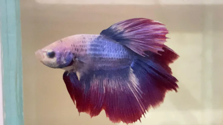 Mengenal Morfologi Ikan Cupang, Ikan Hias Paling Populer