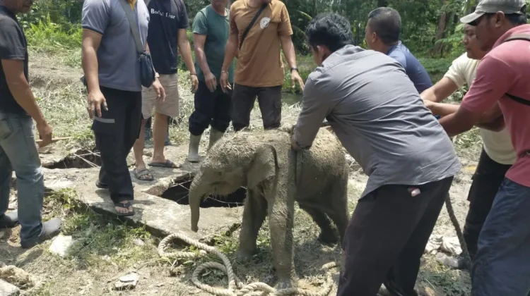 Anak Gajah Terperosok, Picu Belasan Gajah Mengamuk di Siak