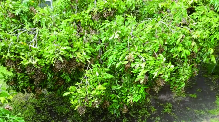 Berkebun Lengkeng agar Berbuah Lebat  Sepanjang Musim