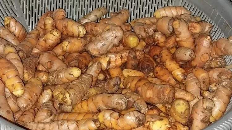 Kunyit, Tanaman Rempah Kaya Manfaat