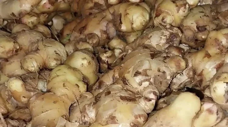 Jahe Bermanfaat untuk Kesehatan