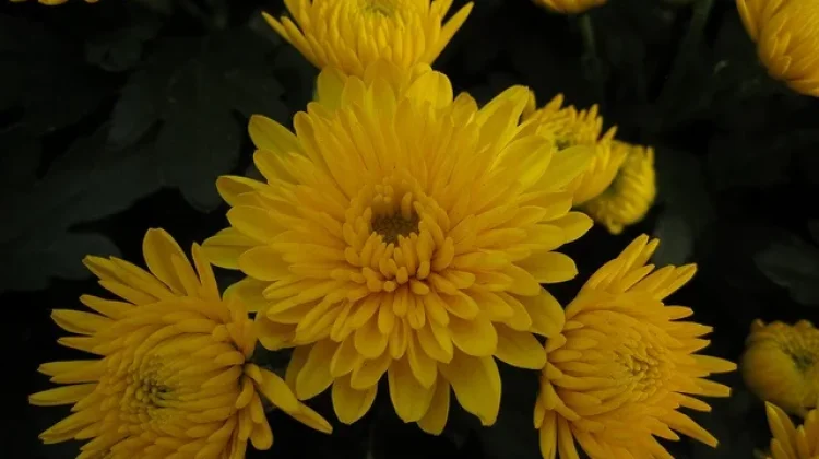 Bunga Aster Jimla Kuning: Pesona Cerah yang Memikat Hati