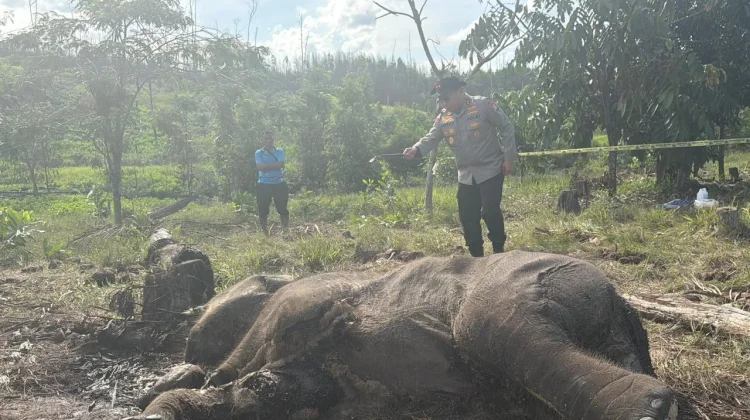 Anak Gajah Mati Kena Jerat di Taman Nasional Tesso Nilo