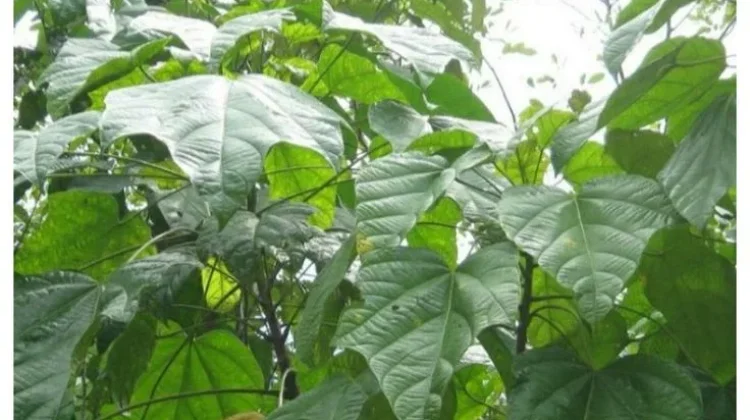 Morfologi Tanaman Kluwek, Rempah Hitam Khas Rawon