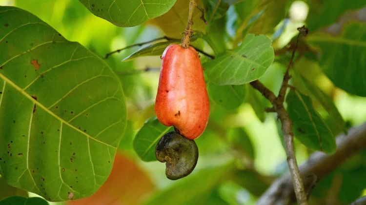 Manfaat Kesehatan dan Potensi Ekonomi Tanaman Jambu Monyet