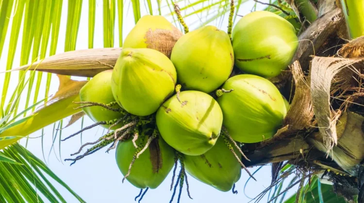Petani Inhil Merasa Tertekan, Harga Kelapa Anjlok hingga Rp2.700 per Kg