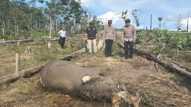 Polisi Tetapkan Tersangka Kematian Gajah Tesso Nilo Ditangkap