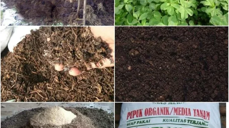 Tiga Bahan Alternatif Pengganti Pupuk Kandang