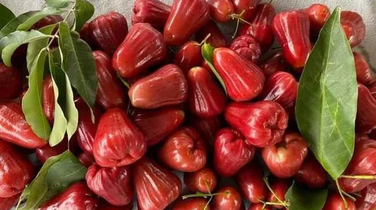Jambu Buah Tropis Kaya Manfaat Bagi Kesehatan