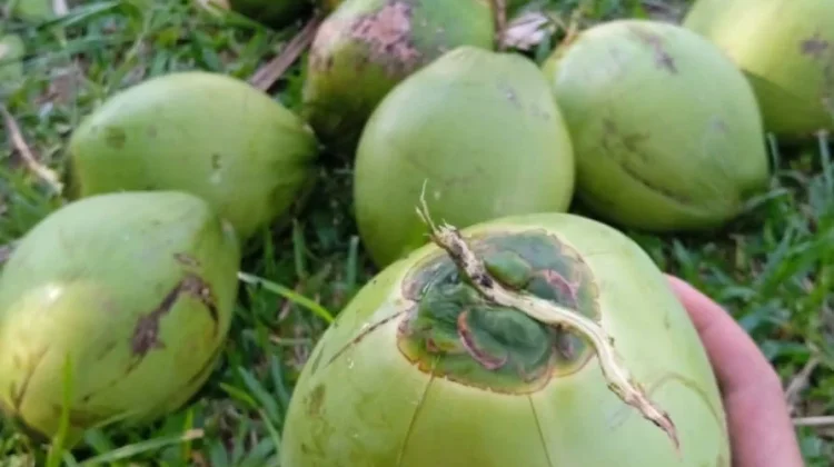 Manfaat Kelapa Muda untuk Buka Puasa di Bulan Ramadan
