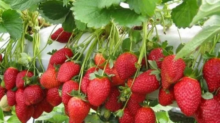 Mengenal Strawberry California
