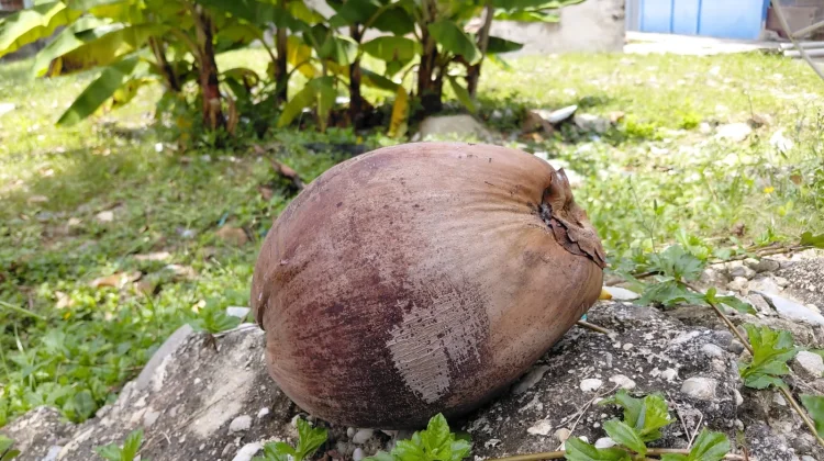 Beragam Manfaat dari Kelapa Tua