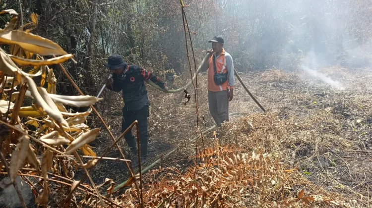 BMKG Ingatkan Ancaman Karhutla Tahun Ini Meningkat