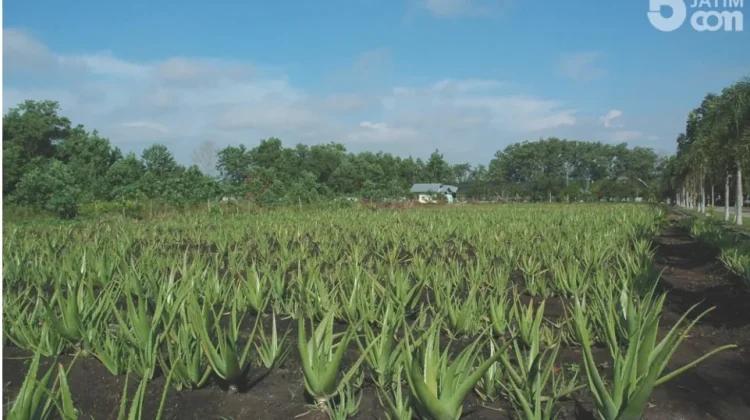 Lidah Buaya si Tanaman Serbaguna dari Jazirah Arab