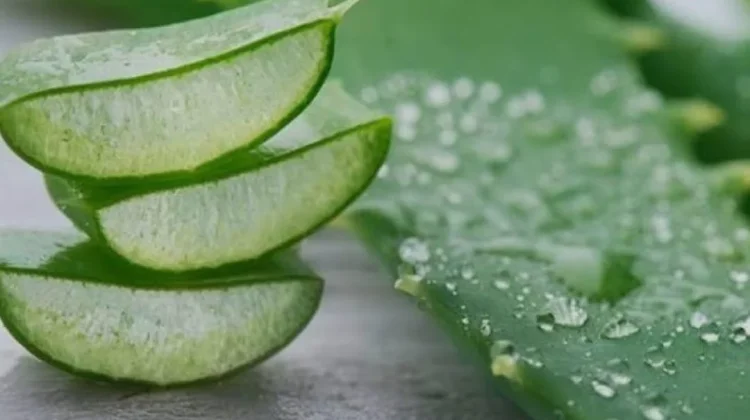 Karakteristik Tanaman Aloe Vera