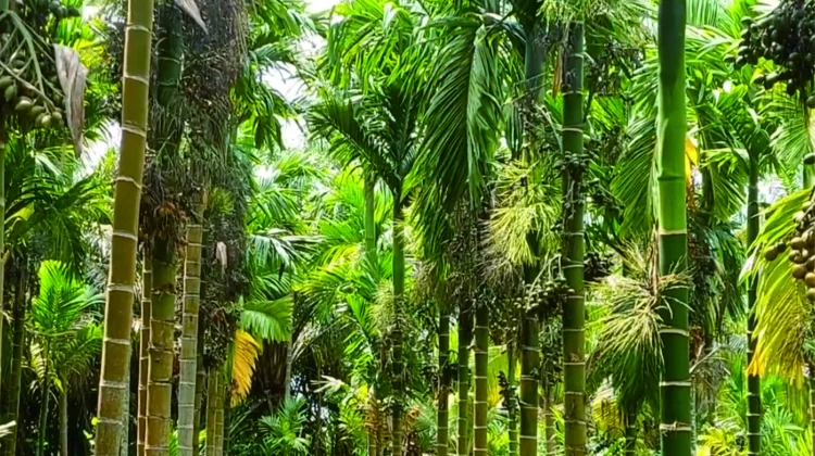 Perkebunan Pinang Betara yang semakin diminati petani