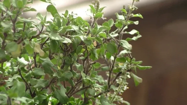 Manfaat Herbal Ruku-Ruku