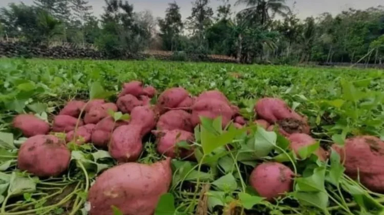 Makan Ubi Rebus, Lebih Sehat Daripada Digoreng atau Dipanggang?