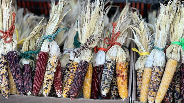 Sejarah Warna-Warni Jagung sebelum Dominasi Kuning