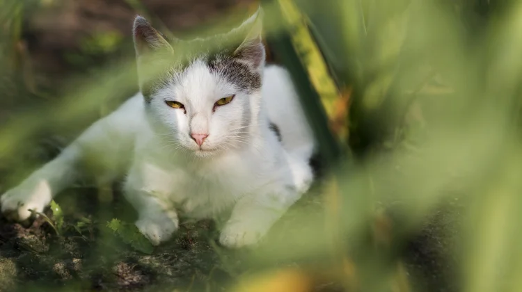 Makna Alam dari Induk Kucing