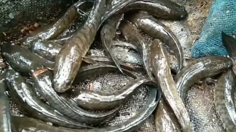 Manfaat Ikan Gabus untuk Kesehatan Tubuh