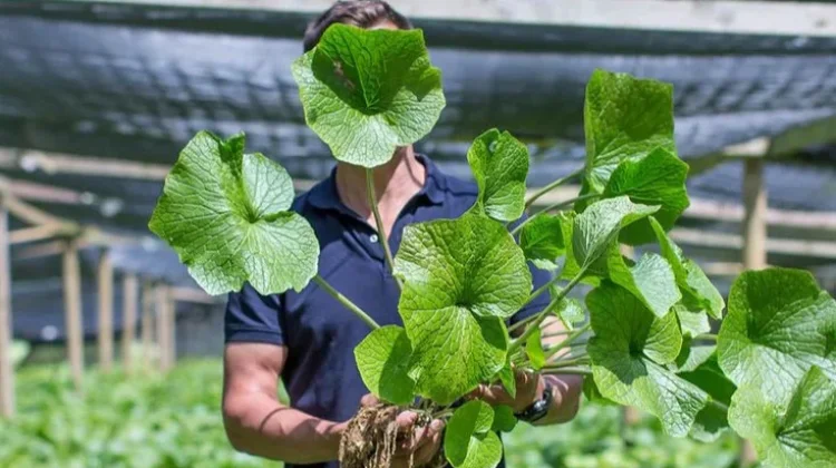 Mengenal Tanaman Wasabi, si Pedas Khas Jepang yang Sulit Dibudidayakan