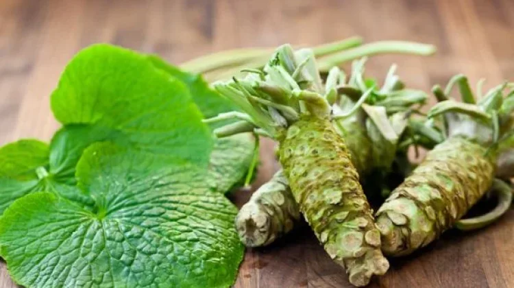 Habitat hingga Manfaat Wasabi, Tanaman Khas Jepang yang Kaya Khasiat