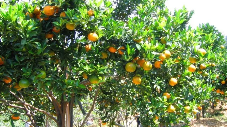 Mengenal Morfologi Tanaman Jeruk, Tanaman Kaya Vitamin C