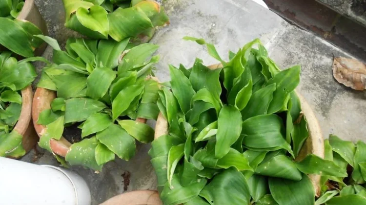 Mengenal Kencur, Tanaman Herbal Kaya Manfaat dan Mudah Ditemukan