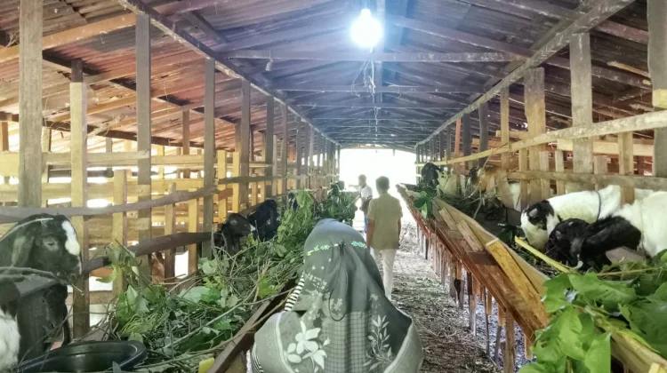 Empat jenis pakan penggemukan kambing agar ternak lebih berbobot
